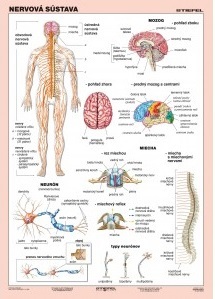 Nervová sústava - A4 karta
