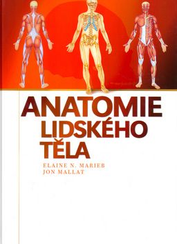 Anatomie lidského těla