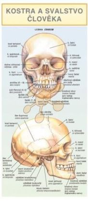 Kostra a svalstvo človeka - skladacia karta