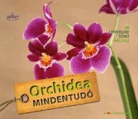 Orchidea mindentudó