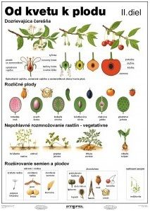 Od kvetu k plodu II. - A4 karta