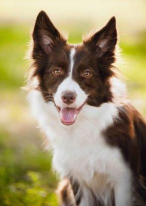 3D pohľadnica Border Collie