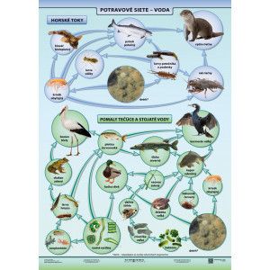 Voda - potravové siete - A4 karta
