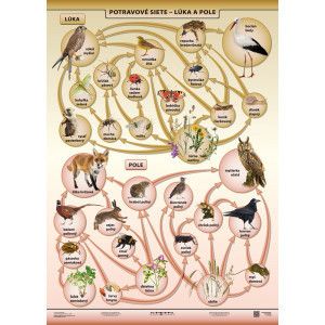 Lúka a pole - potravové siete - A4 karta