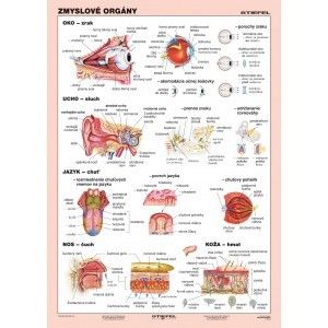 Zmyslové orgány - A4 karta